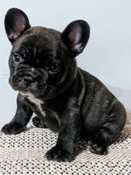 フレンチブルドッグ【茨城県・男の子・2020年7月29日・ブリンドル】の写真「キレイなブリンドルの男の子」