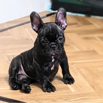 フレンチブルドッグ【茨城県・女の子・2022年4月30日・ブリンドル】の写真「人が大好き♥️女のコ」