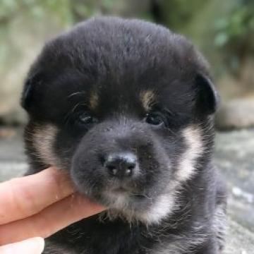 柴犬(標準サイズ)【茨城県・女の子・2022年9月16日・黒】の写真「ぽっちゃりふわふわ女の子」