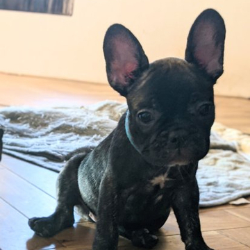 フレンチブルドッグ【茨城県・女の子・2022年4月30日・ブリンドル】の写真「コンパクトサイズで差し毛が多めのブリンドル🐕」