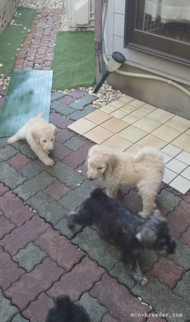 お庭ドッグランで、親犬子犬共に、元気に遊んでいます✨｜松土　美奈(まつど　みな)ブリーダー(埼玉県・ミニチュアシュナウザーなど・JKC登録)の紹介写真4