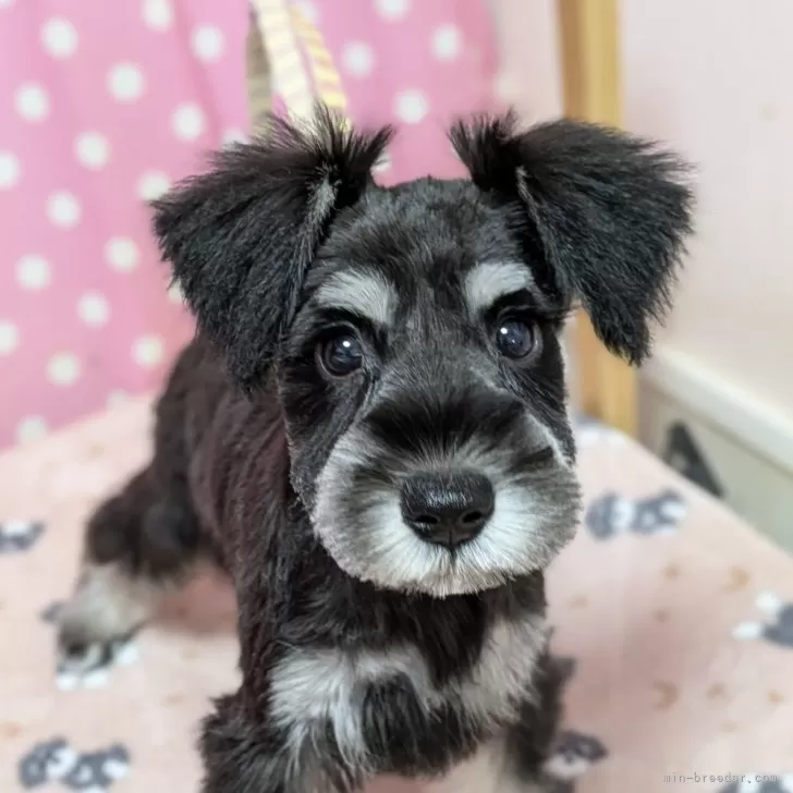 サフィーのママ 様のお迎えした子犬