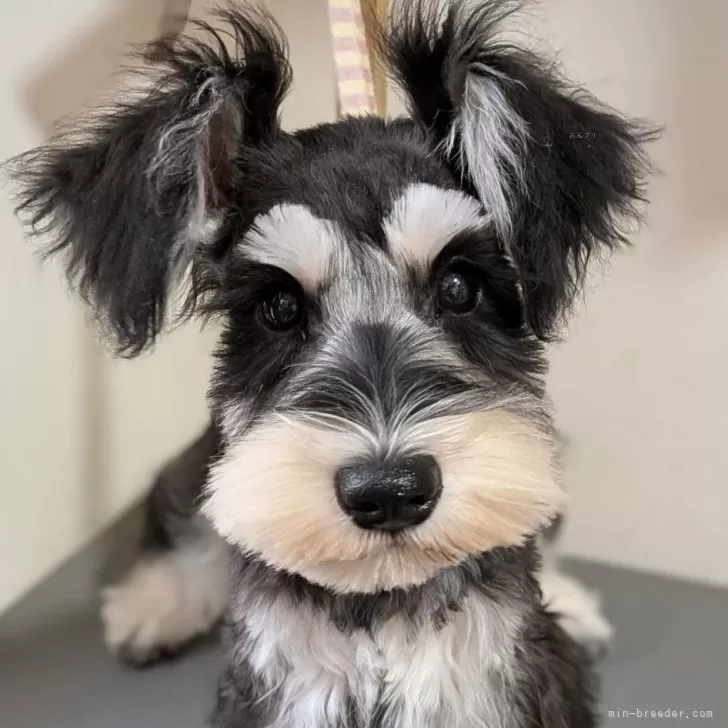 ID：2503-06591の子犬