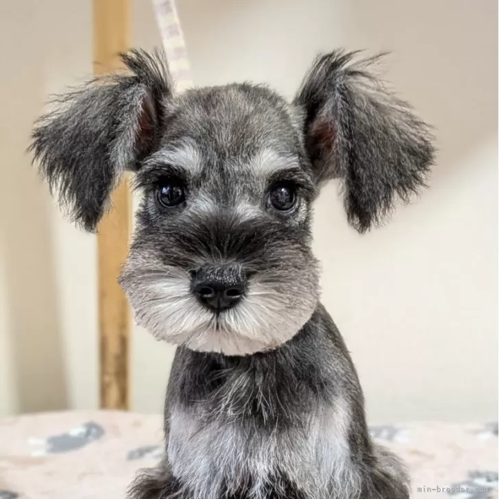 ミニチュアシュナウザー【埼玉県・男の子・2025年8月13日・ソルトアンドペッパー】の写真1