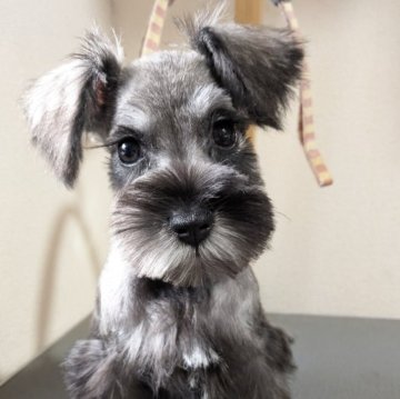 ミニチュアシュナウザー【埼玉県・女の子・2025年8月20日・ソルトアンドペッパー】の写真「小さめな女の子♪」
