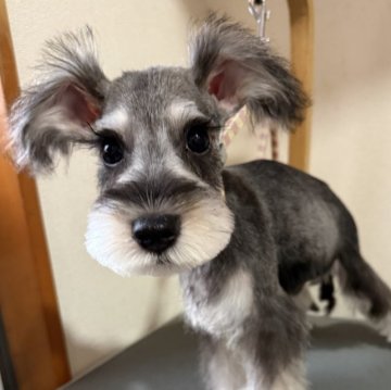 ミニチュアシュナウザー【埼玉県・男の子・2025年8月13日・ソルトアンドペッパー】の写真「小さくて元気な男の子♪ナチュラルテール！」