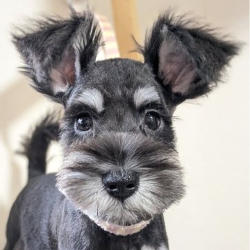 ミニチュアシュナウザー【埼玉県・男の子・2025年8月20日・ブラックアンドシルバー】の写真「おっとりな男の子♪」