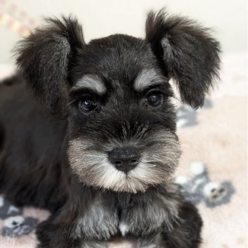 ミニチュアシュナウザー【埼玉県・女の子・2025年8月13日・ブラックアンドシルバー】の写真「超美人さん✨」