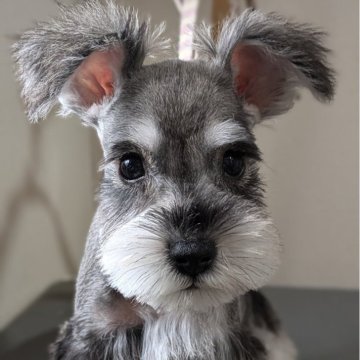 ミニチュアシュナウザー【埼玉県・男の子・2025年8月20日・ソルトアンドペッパー】の写真「人が大好きなコで初心者さんにもおすすめ♪」