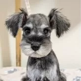 ミニチュアシュナウザー【埼玉県・男の子・2025年8月13日・ソルトアンドペッパー】の写真1