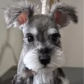 ミニチュアシュナウザー【埼玉県・男の子・2025年8月20日・ソルトアンドペッパー】の写真1