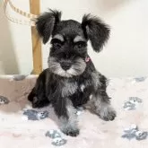 ミニチュアシュナウザー【埼玉県・女の子・2025年8月13日・ブラックアンドシルバー】の写真2