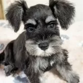 ミニチュアシュナウザー【埼玉県・女の子・2025年8月13日・ブラックアンドシルバー】の写真3