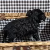 ミニチュアシュナウザー【埼玉県・女の子・2025年8月13日・ブラックアンドシルバー】の写真5