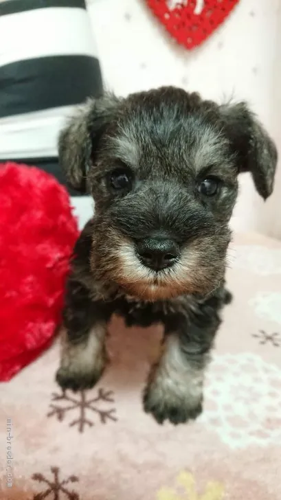ID：2002-01938の子犬