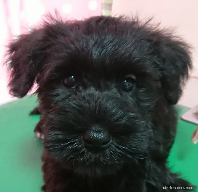 ID：2104-03090の子犬