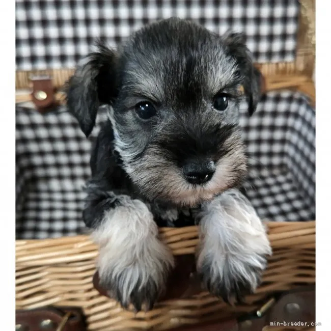 ID：2111-02645の子犬