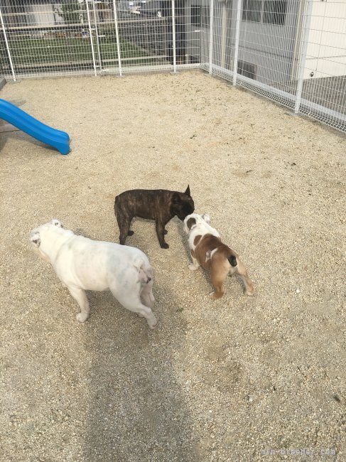 毎日、敷地内はほぼフリーで運動させております。｜大野　晶(おおの　あきら)ブリーダー(愛知県・ブルドッグ・JKC登録)の紹介写真8