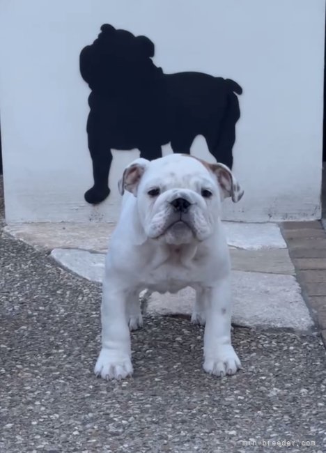 大野晶ブリーダーのブログ：成長したので📷更新🆙☺️