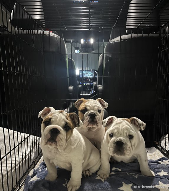 大野晶ブリーダーのブログ：混合ワクチン💉2回目😉