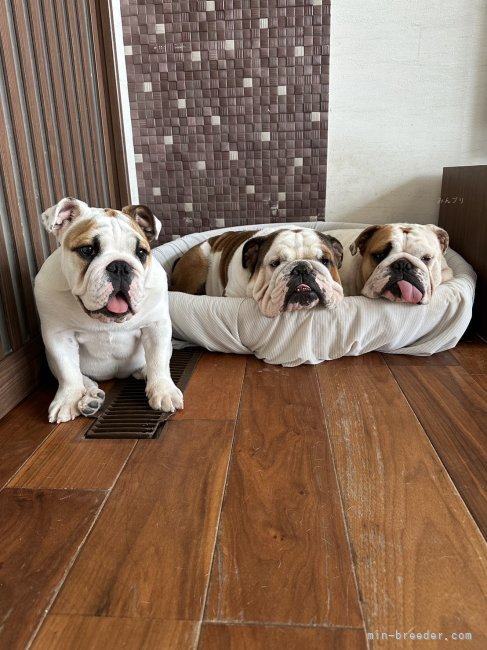 大野晶ブリーダーのブログ：お引き渡し全て完了致しました☺️✨