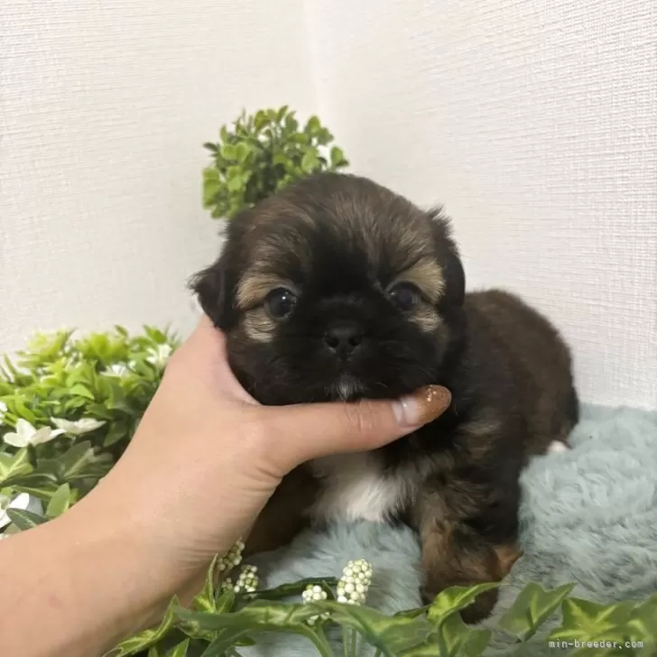 ミックス(チワワ×シーズー)【和歌山県・女の子・2025年9月30日・ゴールド】の写真1