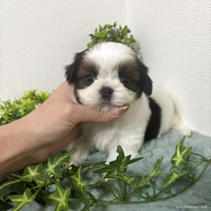 ミックス(チワワ×ミックス)【和歌山県・女の子・2025年9月30日・ゴールド&amp;ホワイト】の写真1