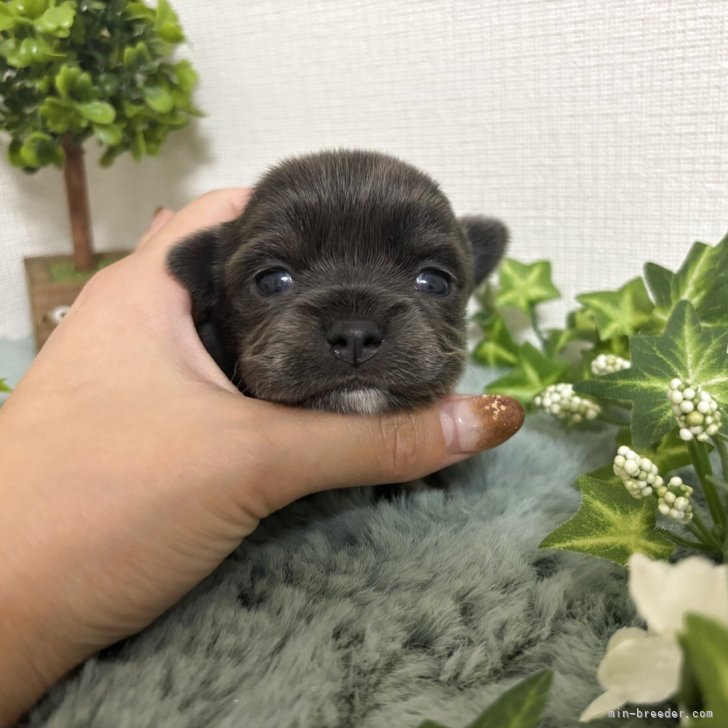 ブリーダー画像