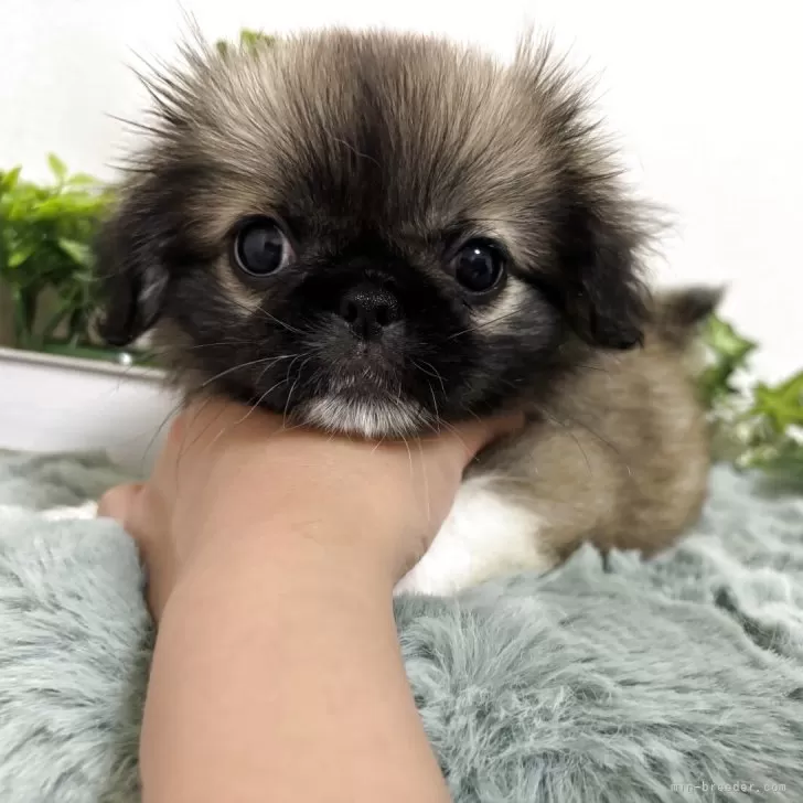 Y.Ｉ 様のお迎えした子犬