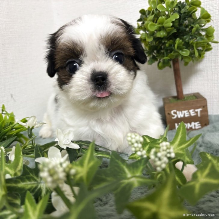 ブリーダー画像