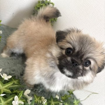 ペキチワ(ペキニーズ×チワワ)【和歌山県・女の子・2025年9月19日・フォーン】の写真「最終価格‼️
15日で締め切ります！」