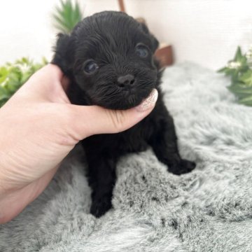 チワプー(トイプードル×チワワ)【和歌山県・女の子・2025年11月23日・ブラック】の写真「つぶらな瞳で可愛い女の子❣️」