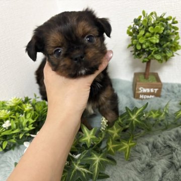 ミックス(チワワ×シーズー)【和歌山県・男の子・2025年9月29日・ゴールド】の写真「最終価格‼️
24日で募集締め切ります。」