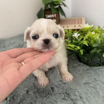 ペキニーズ【和歌山県・女の子・2025年5月10日・クリーム】の写真「しっかりとしたお顔の女の子」
