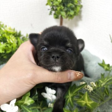 チワワ(ロング)【和歌山県・男の子・2025年10月18日・ブラックタン】の写真「可愛い男の子」