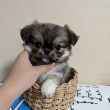 ミックス(チワワ×ペキニーズ)【和歌山県・男の子・2024年9月20日・フォーン】の写真「ペキよりのチワペキの男の子」