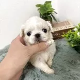 ペキニーズ