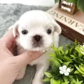 ペキニーズ