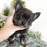 チワワ(ロング)