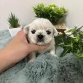 ペキニーズ