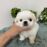 ペキニーズ