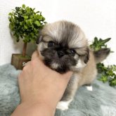ペキニーズ
