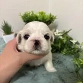 ペキニーズ