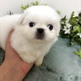 ペキニーズ