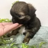 ミックス(チワワ×シーズー)【和歌山県・女の子・2025年9月30日・ゴールド】の写真4