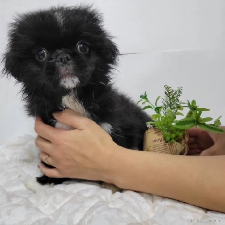 ID:2310-00218の子犬