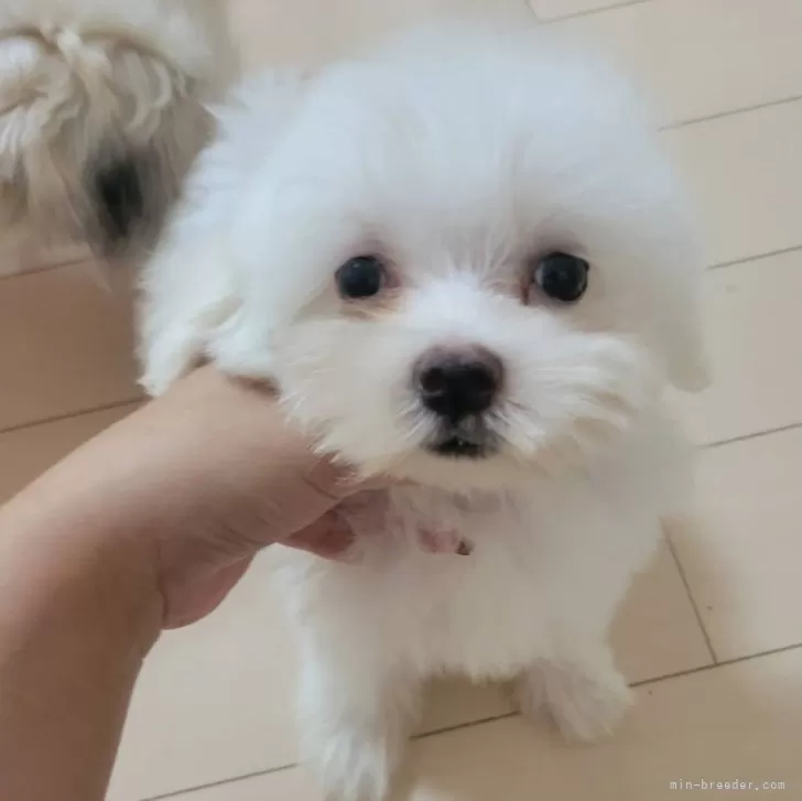 ジィ 様のお迎えした子犬