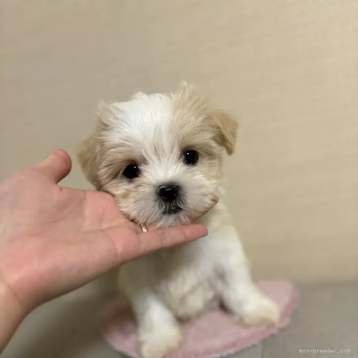 ID:2405-00009の子犬