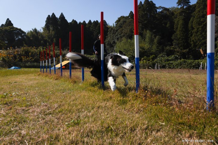ドッグスポーツで入賞したお父さん犬🐶｜峯岸　歩夢(みねぎし　あゆむ)ブリーダー(岐阜県・トイプードルなど・JKC登録)の紹介写真10