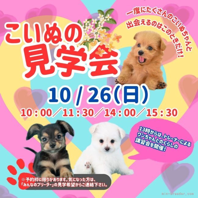 見学会開催決定🎉 気になるワンちゃんたちを一度に見られるチャンスはここだけ🐶｜峯岸　歩夢(みねぎし　あゆむ)ブリーダー(岐阜県・トイプードルなど・JKC登録)の紹介写真1